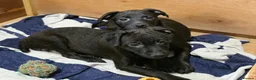 Patterdale Terrier dogs for sale: Patterdale Puppies - Females - Advert 16