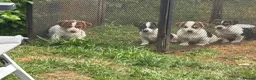 Jack Russell dogs for sale: 2 remaining Traditional Jack Russell’s  - Advert 1