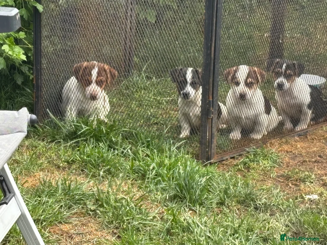 Jack Russell dogs for sale: 2 remaining Traditional Jack Russell’s  - Advert 1