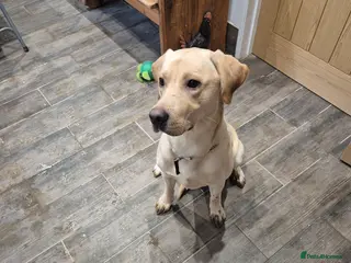 Labrador Retriever dogs Labrador - Advert 1