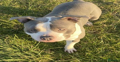 American Bulldog dogs - Advert 11