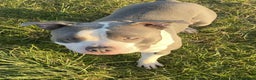 American Bulldog dogs for sale: Blue American bulldog pure breed!  - Advert 2