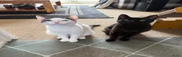 Mixed Breed cats for sale: Storm & Shadow  in Sheffield - Advert 5