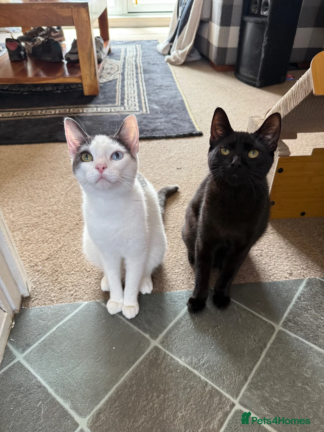 Mixed Breed cats for sale: Storm & Shadow  in Sheffield - Advert 5