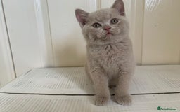British Shorthair cats for sale: 5 generations pedigree British Shorthair Kittens - Image 17