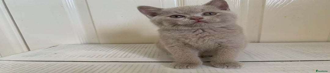 British Shorthair Kitten 4