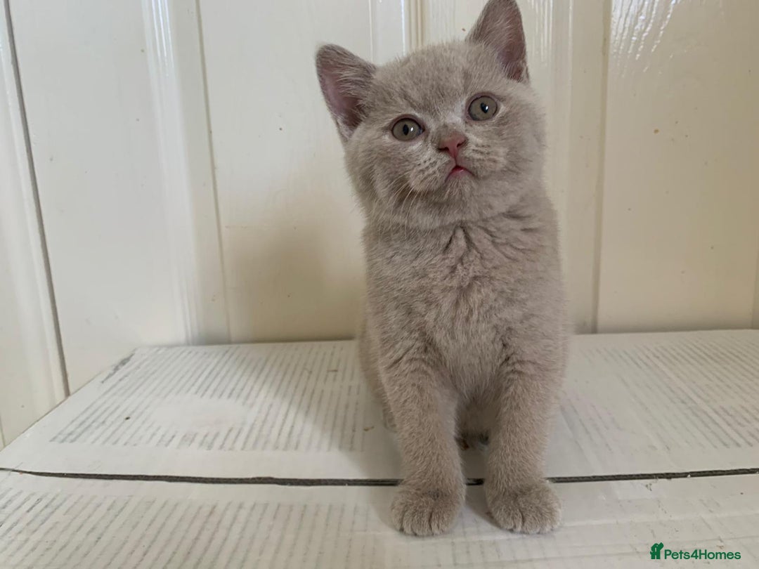 British Shorthair cats for sale: 5 generations pedigree British Shorthair Kittens - Image 17