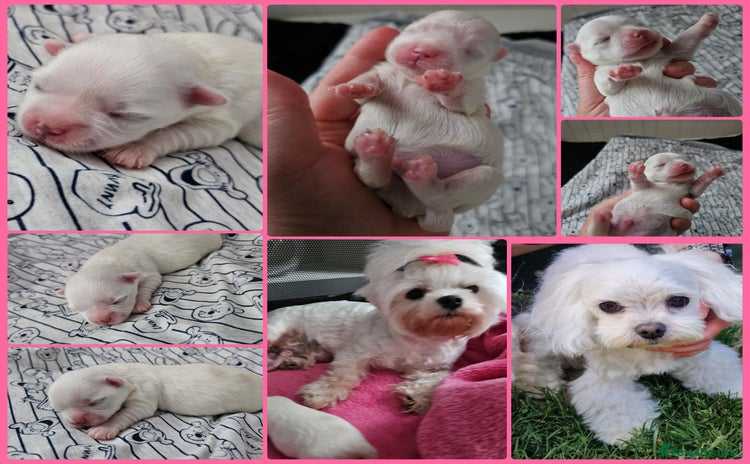 Maltese dogs - Advert 1