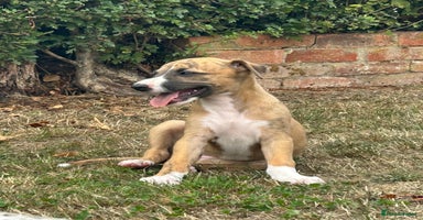 Whippet dogs - Advert 13