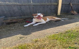 American Bulldog dogs for sale: American bulldog 1 year old  - Image 5