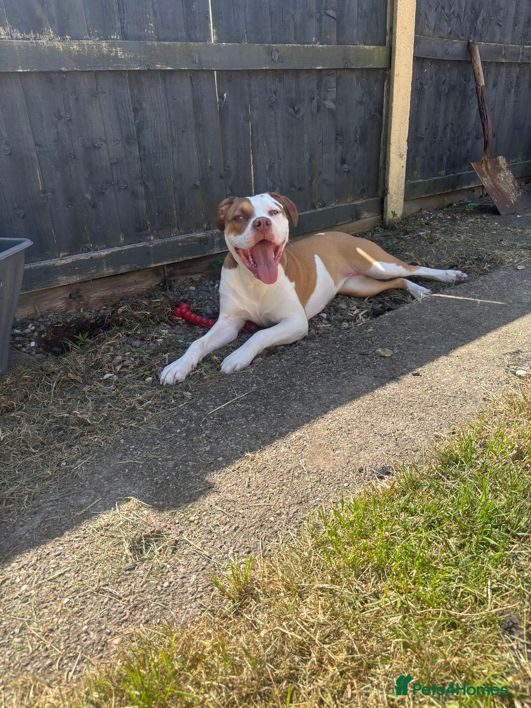 American Bulldog dogs for sale: American bulldog 1 year old  - Image 5