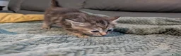 Mixed Breed cats for sale: Adorable kittens looking for forever home  in Pershore - Advert 31