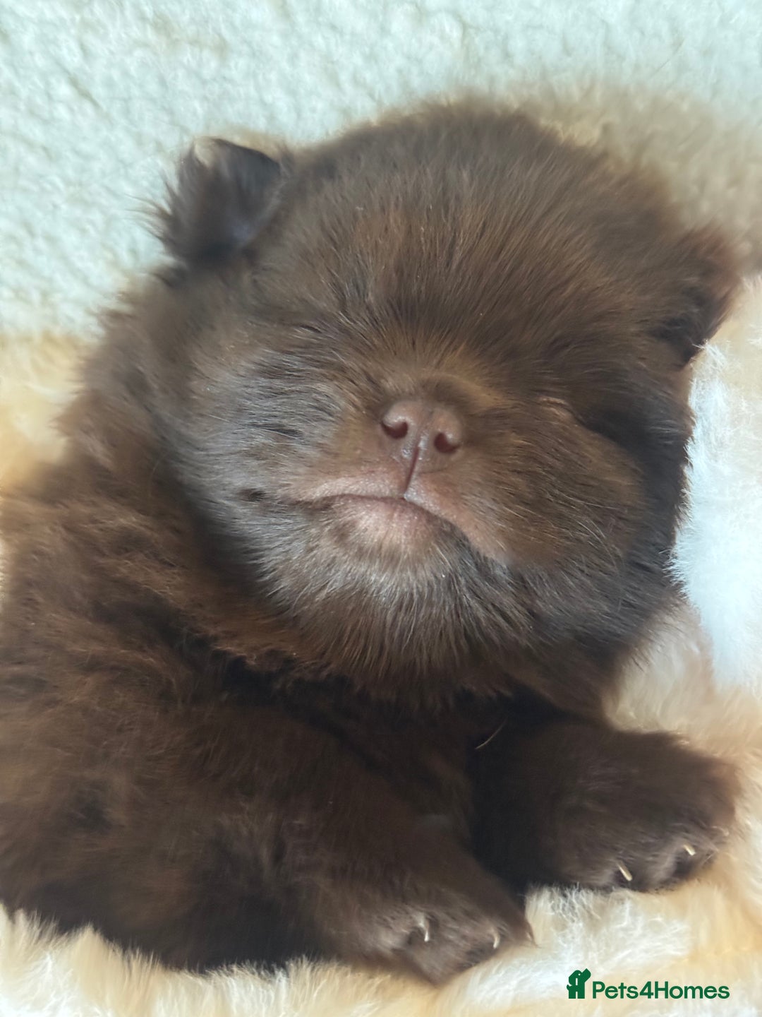 Pomeranian dogs for sale: *READY 24th Dec! x2 small boy poms for sale - Advert 12