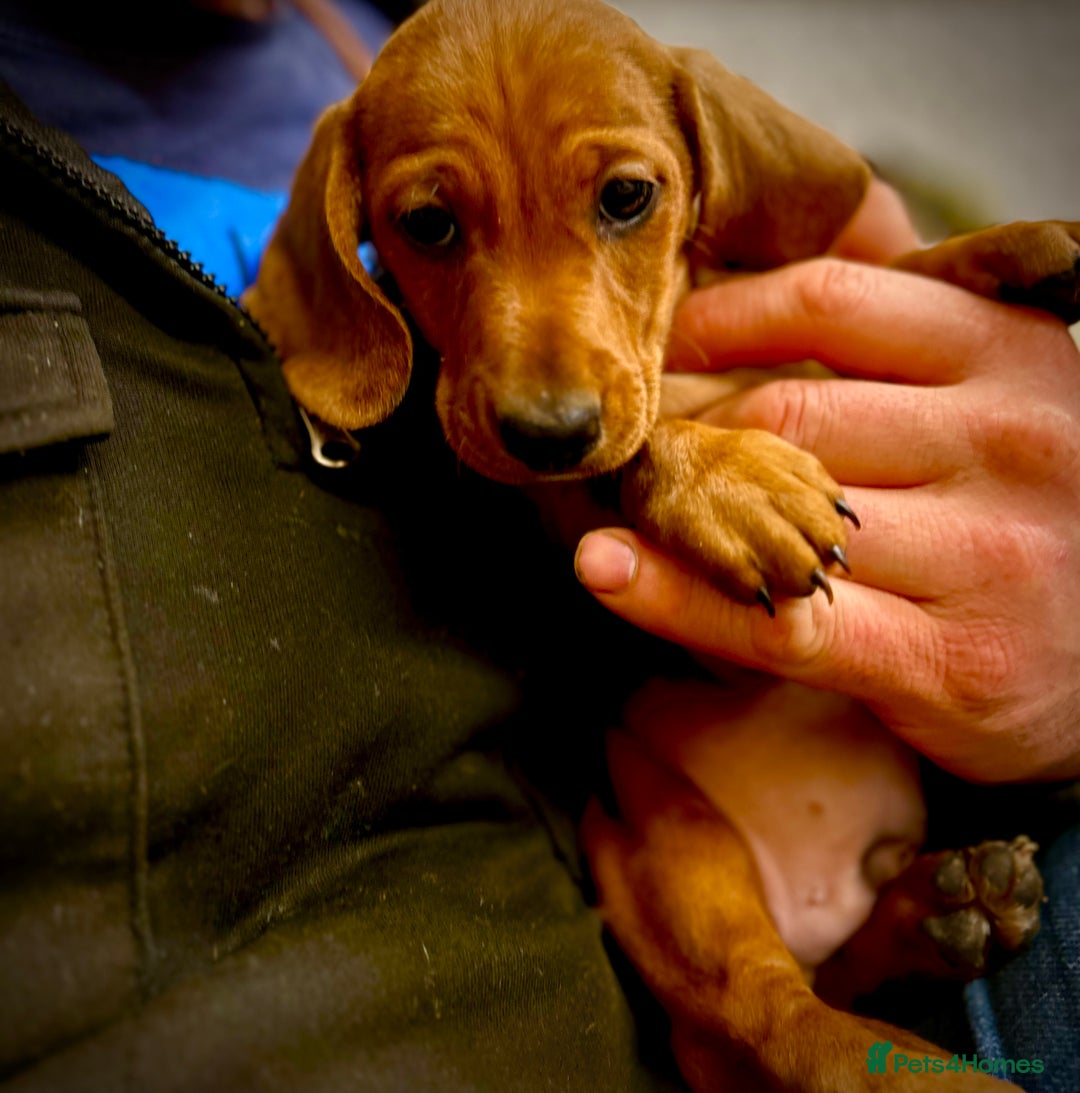 Miniature Dachshund dogs for sale: KC reg miniature smooth haired dachshunds  - Image 10