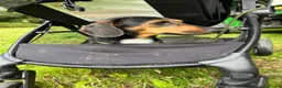 Dachshund dogs for sale: Wire haired miniature dachsunds - Advert 5