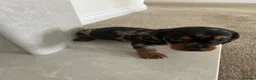 Dachshund dogs for sale: Miniature Dachshunds dapple Puppy’s  - Advert 13