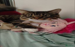 Mixed Breed cats for sale: Maine coon+BLR Cat - Image 7