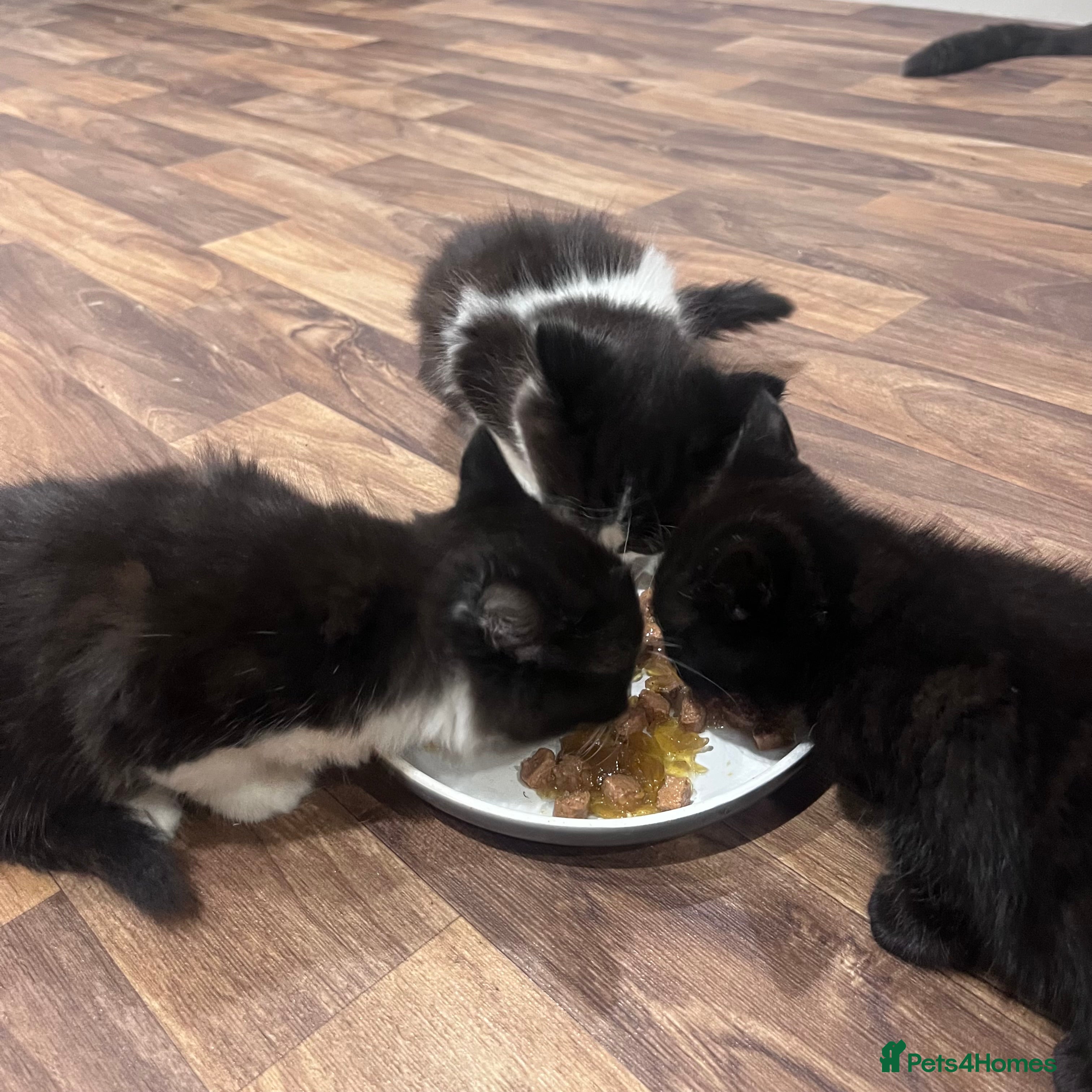 Mixed Breed cats Heart-Melting Kittens Ready for Forever Homes - Advert 1