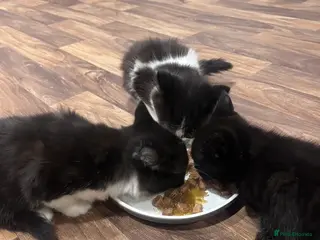 Mixed Breed cats Heart-Melting Kittens Ready for Forever Homes - Advert 12