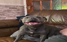 Staffordshire Bull Terrier dogs for sale: solid blues - Image 8