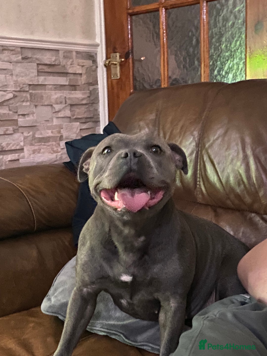 Staffordshire Bull Terrier dogs for sale: solid blues - Image 8