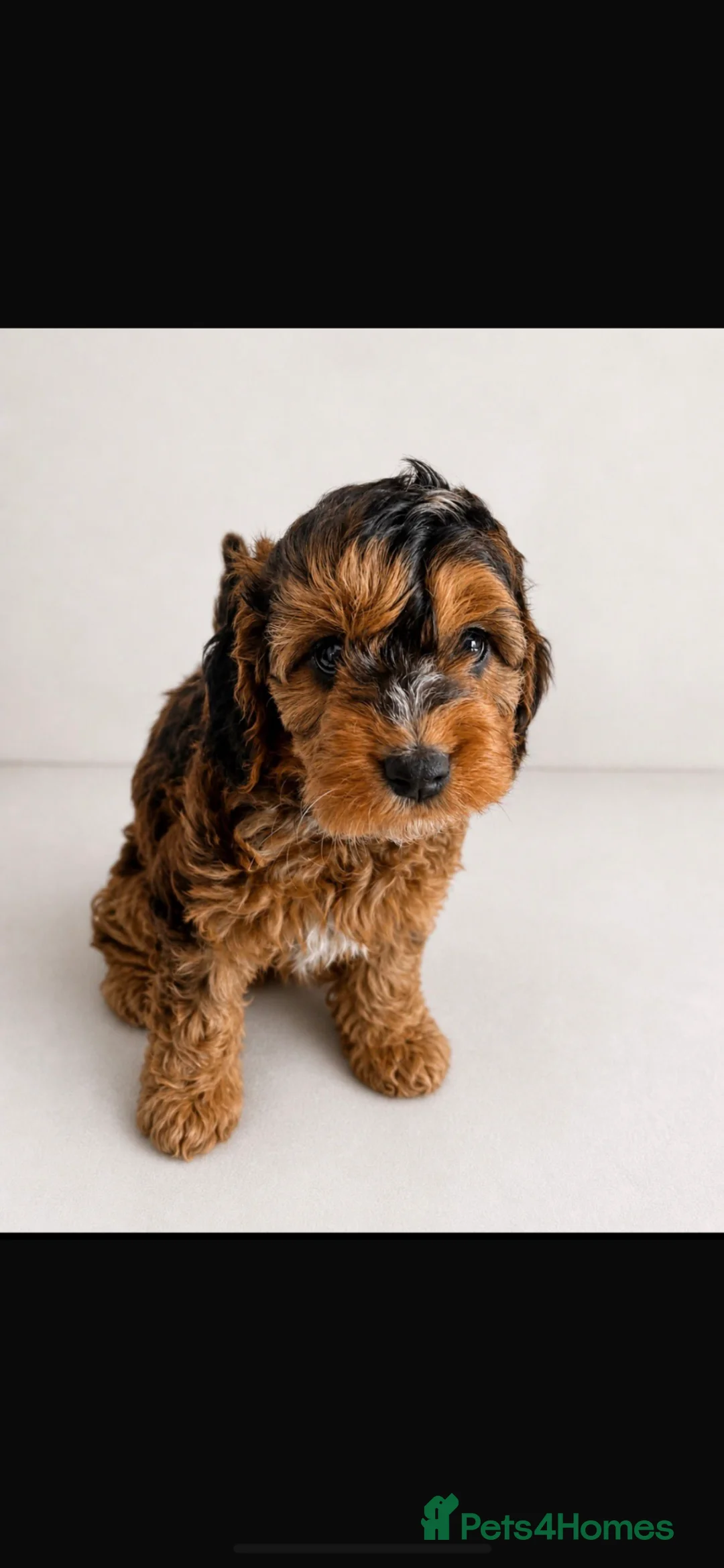 Cockapoo dogs for sale: Ready to leave Cockerpoo Puppies F1 - Advert 2