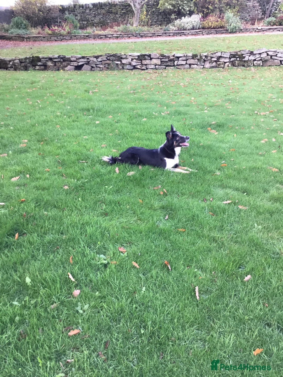 Border Collie dogs for sale: Border collie bitch  - Advert 4
