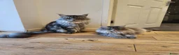 Maine Coon cats for sale: Maine coon kittens  - Advert 16