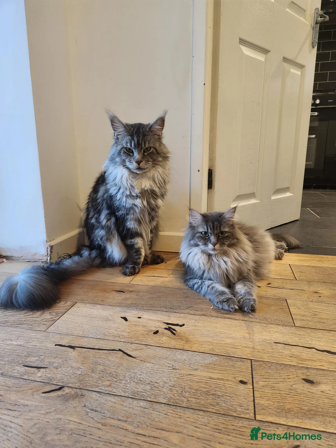Maine Coon cats for sale: Maine coon kittens  - Advert 16