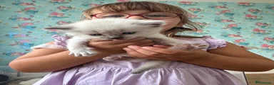 Ragdoll 7