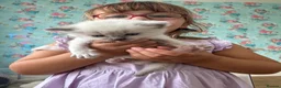 Ragdoll cats for sale: Ragdoll Kittens in Brighton - Advert 34
