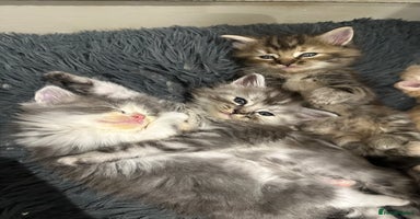 Mixed Breed cats - Advert 11