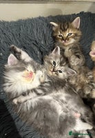 Mixed Breed cats - Advert 4