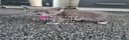British Shorthair cats for sale: British Short Hair/ Scottish Fold - Advert 10