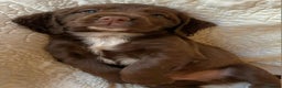 Cocker Spaniel dogs for sale: HEALTH CHECKED KC REG WORKING COCKER SPANIELS  - Advert 5