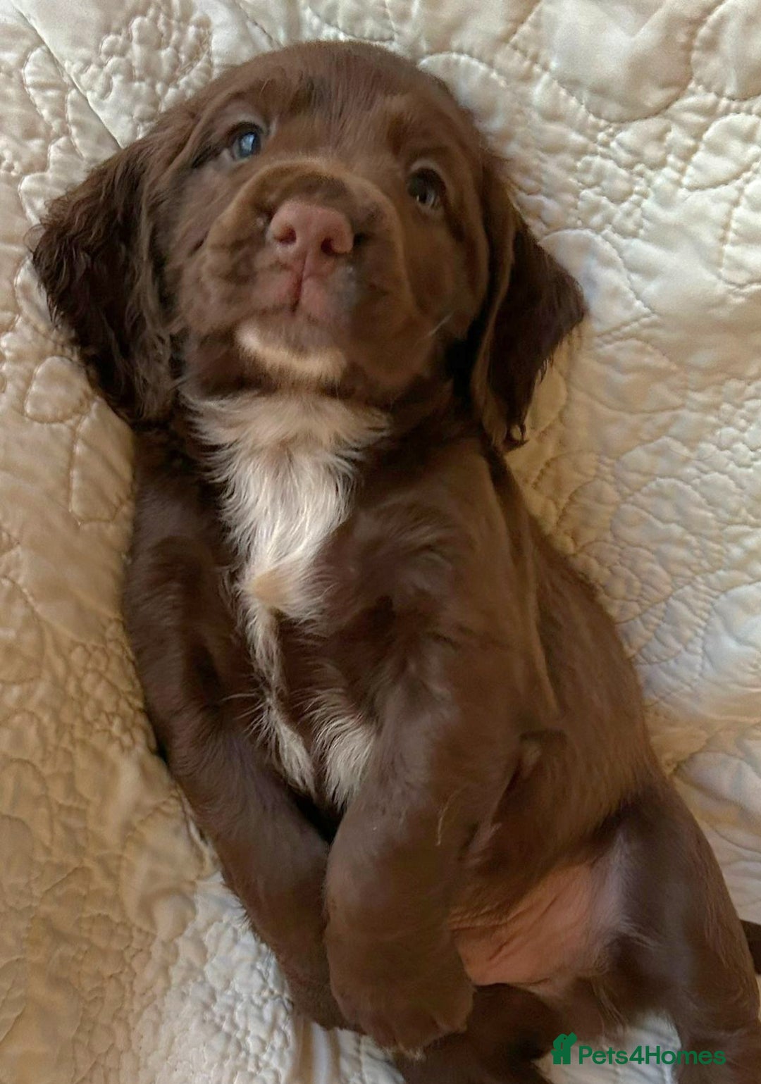Cocker Spaniel dogs for sale: HEALTH CHECKED KC REG WORKING COCKER SPANIELS  - Advert 5