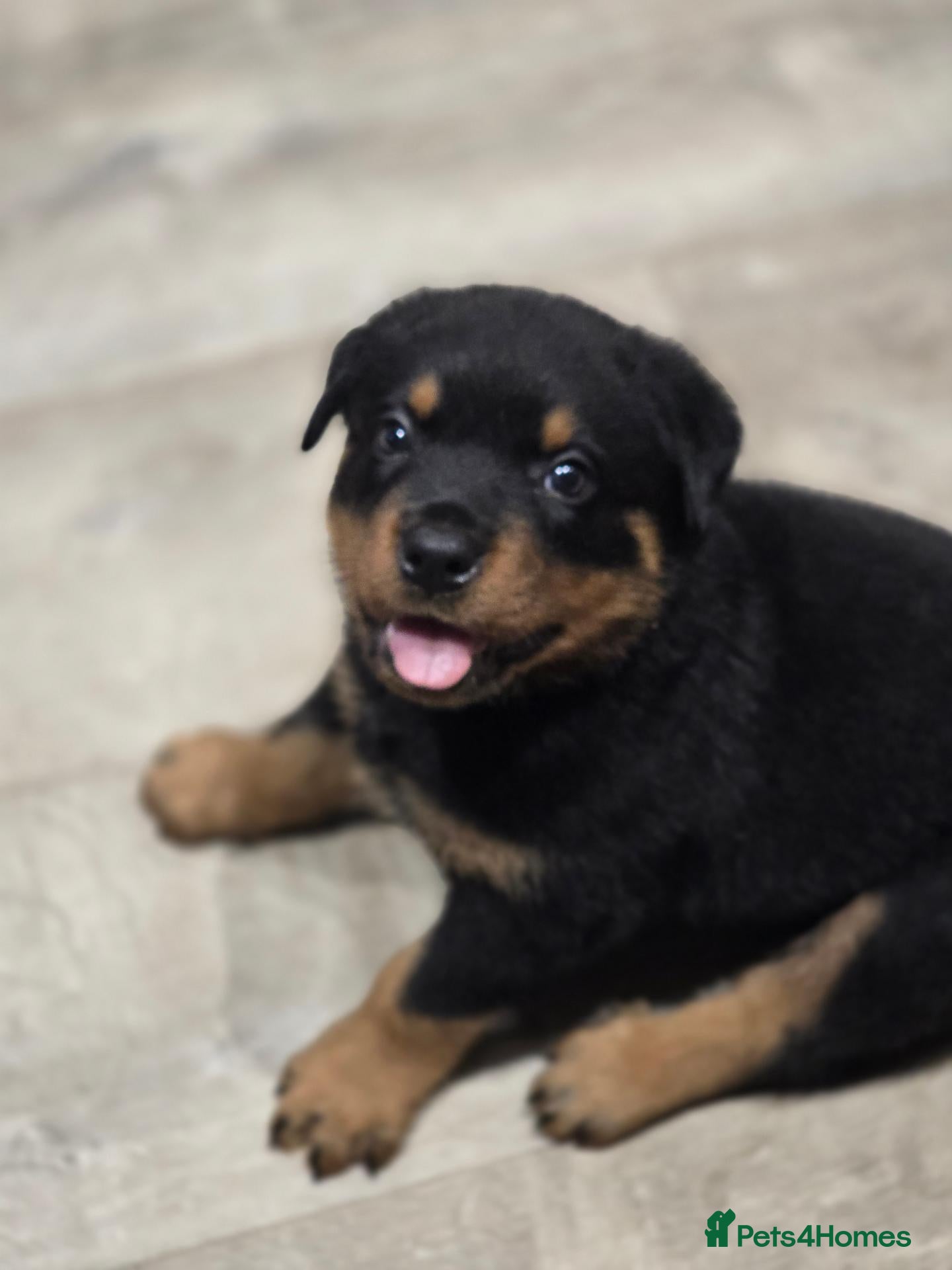 Rottweiler dogs Last Chunky Boy - Advert 15
