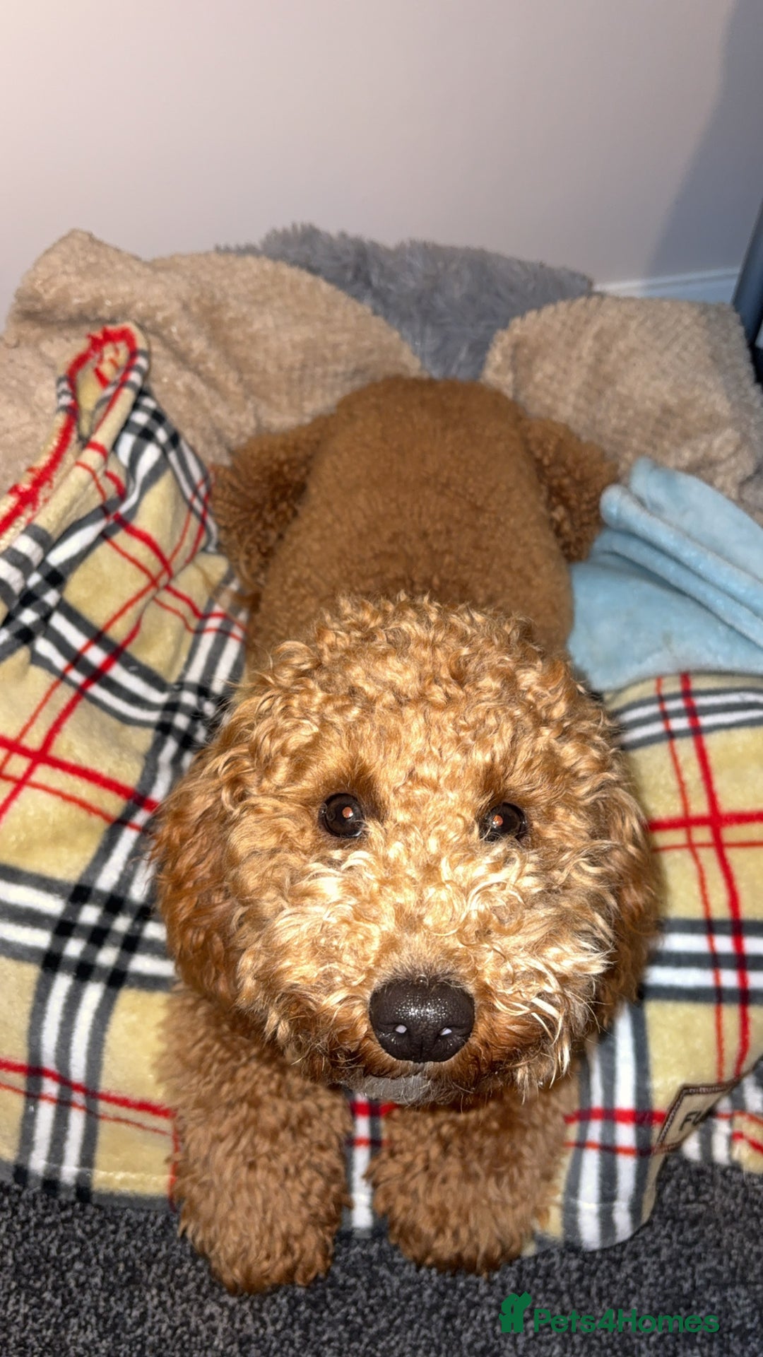 Cavapoo dogs for stud: Cavapoo stud dog  - Image 4