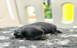 Labrador Retriever dogs for sale: 6 BEAUTIFUL BLACK PUPPIES. LAB CROSS COCKER - Image 12