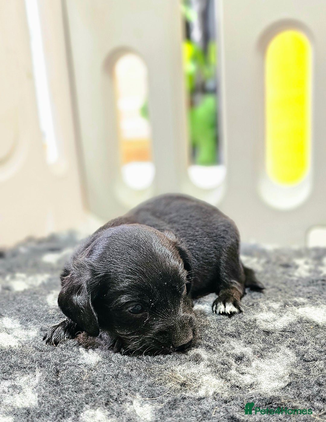 Labrador Retriever dogs for sale: 6 BEAUTIFUL BLACK PUPPIES. LAB CROSS COCKER - Image 12