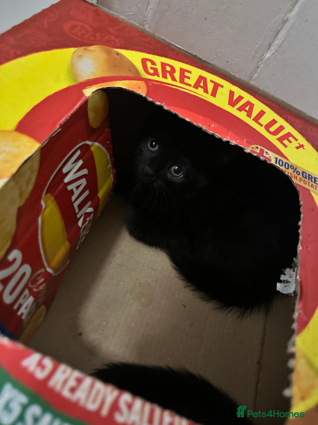 British Shorthair cats for sale: 💕✨ 4 Kittens ready for a new home 💕✨ kitten - Image 13