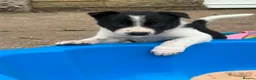 Border Collie dogs for sale: Fully Health Tested Border Collie Puppy For Sale in Coleford - Advert 15