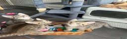 Mixed Breed cats for sale: 4 beautiful bengal mix kitten - Advert 7