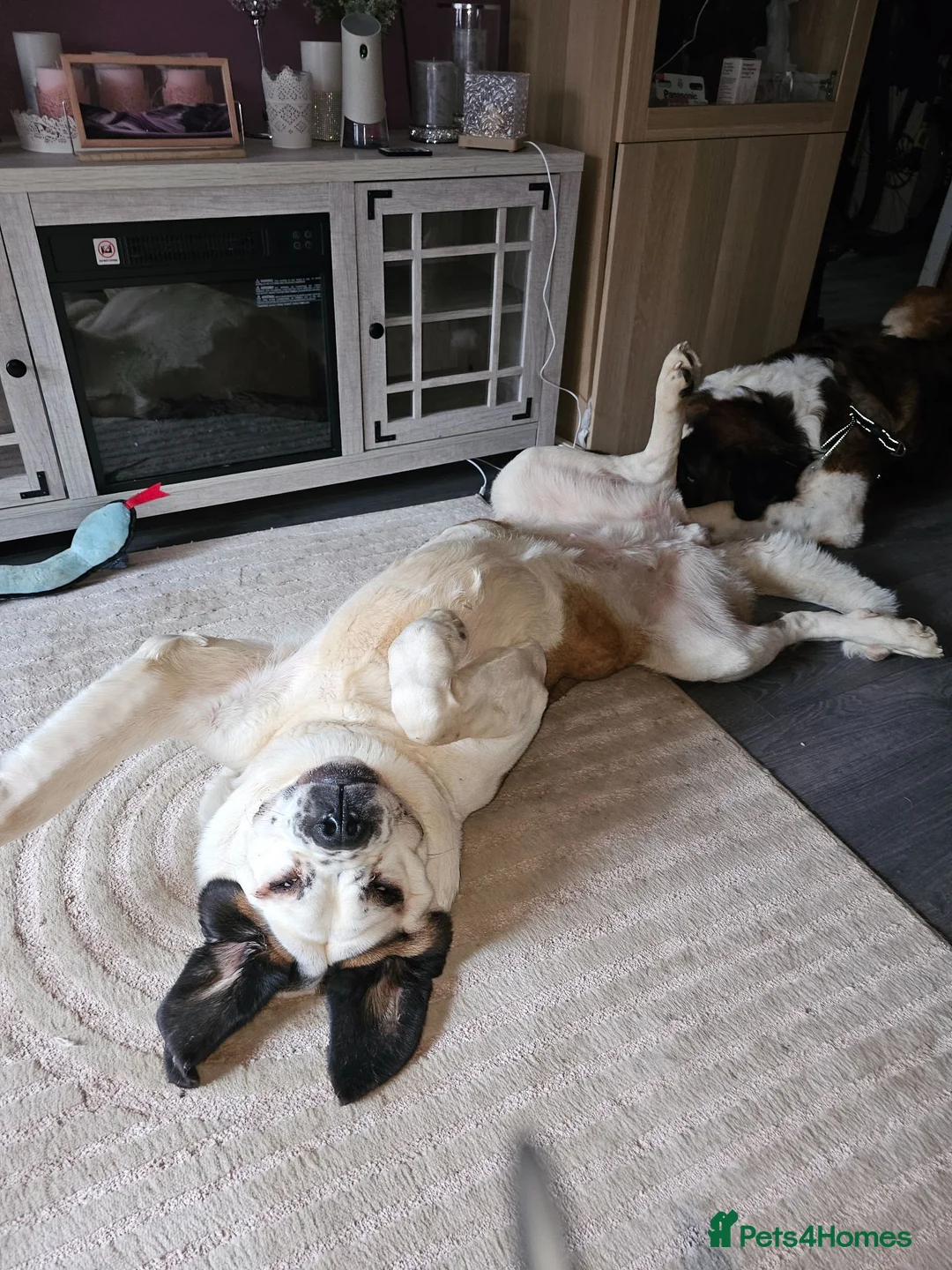 Saint Bernard dogs for sale: Poppy - Advert 5
