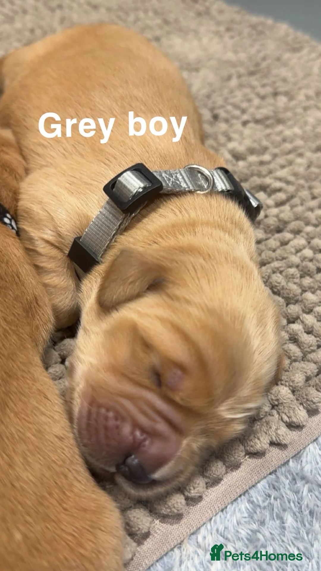 Golden Retriever dogs for sale: Stunning KC Golden Retrievers - Advert 5