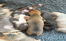 Mixed Breed dogs for sale: French billhuahua - Image 14