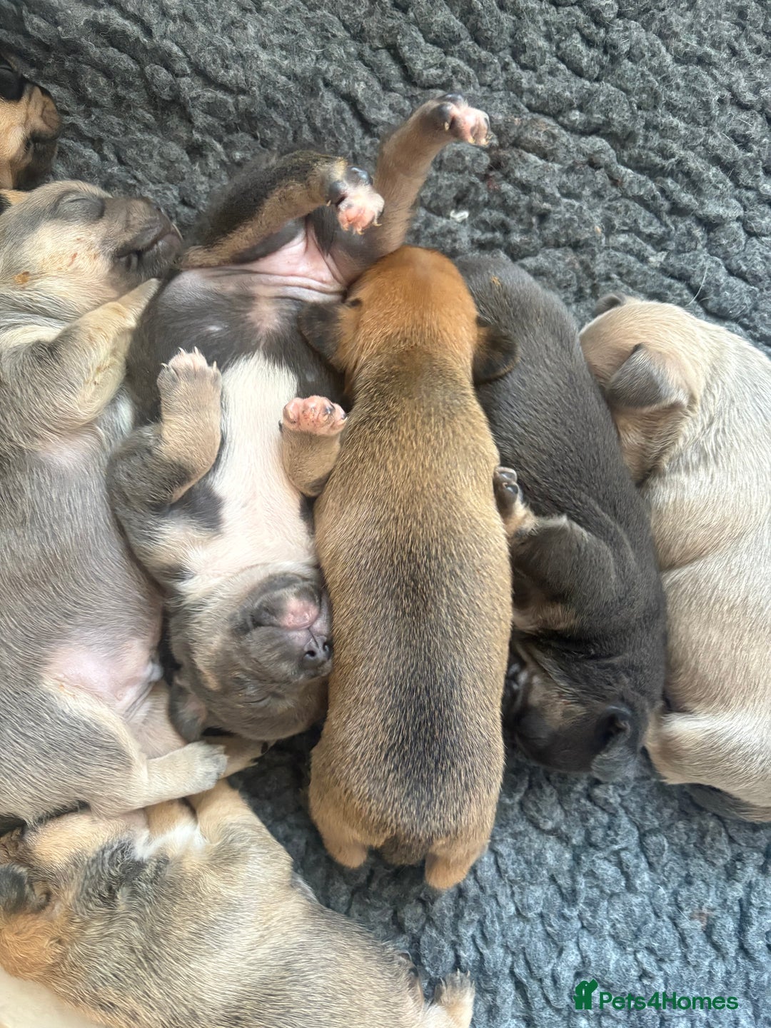 Mixed Breed dogs for sale: French billhuahua - Image 14