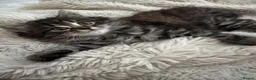 Siberian cats for sale: Siberian Cross breed, stunning litter of 5 kittens - Advert 2