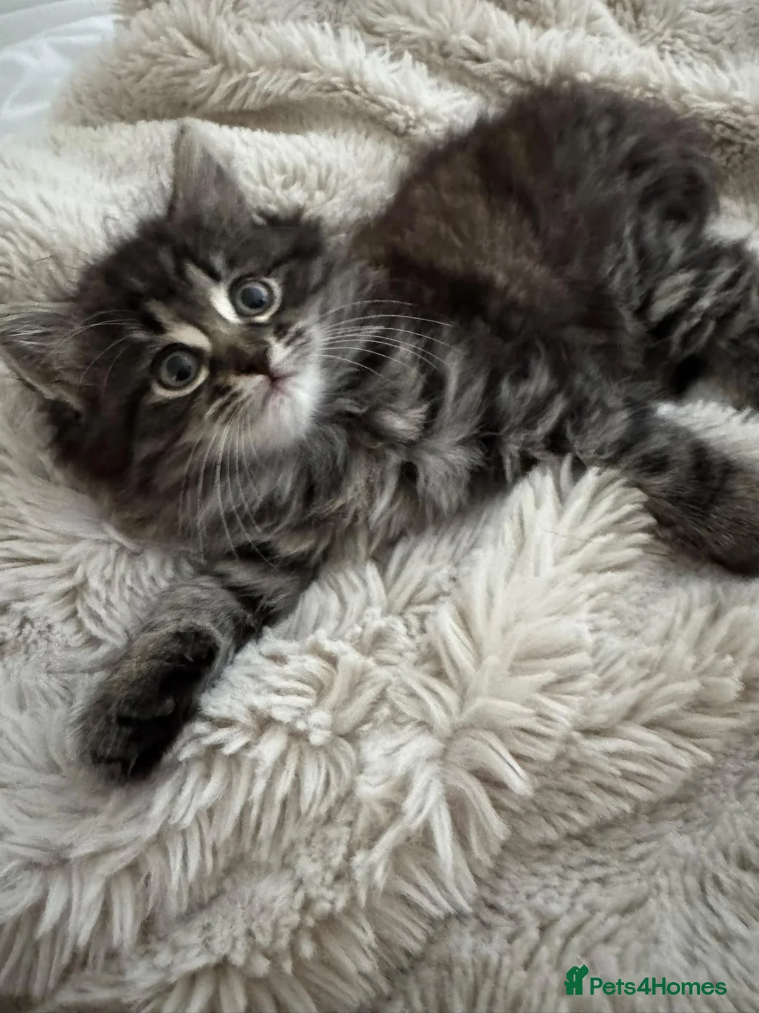 Siberian cats for sale: Siberian Cross breed, stunning litter of 5 kittens - Advert 2