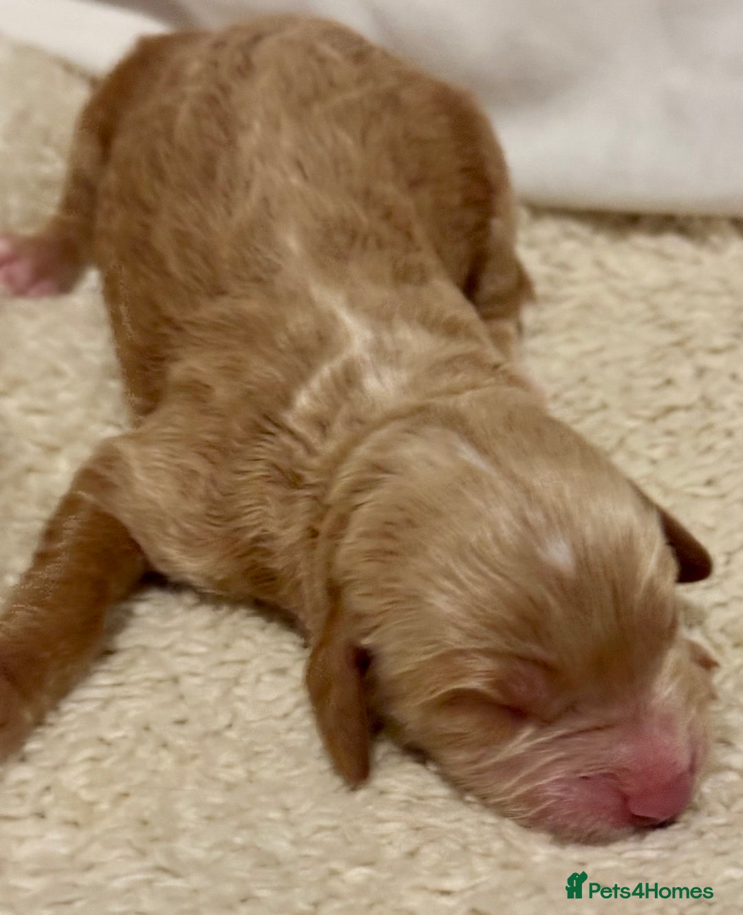 Cockapoo dogs for sale: F1 show type cockapoo puppies  - Advert 10